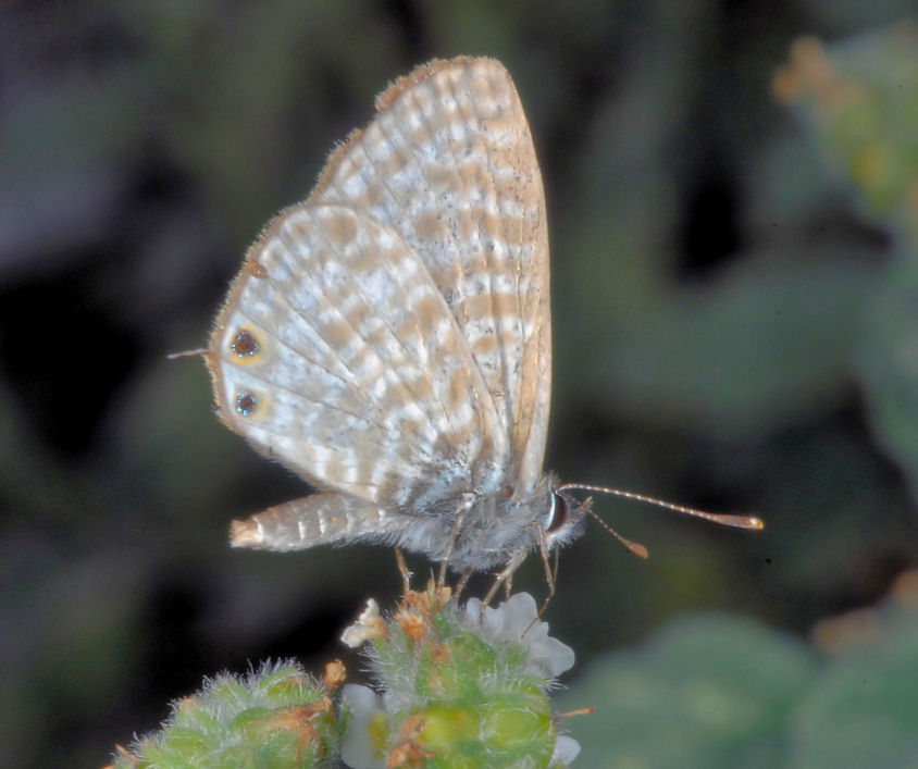 Farfalla n. 1
